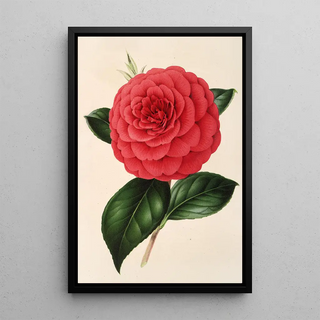 Charles Antoine Lemaire - Camellia Poldina Vanturi.webp