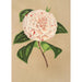 Maalauksen jäljennös Camellia Principessa Clotilde - Charles Antoine Lemaire