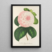 Maalauksen jäljennös Camellia Reine des Beautés - Charles Antoine Lemaire