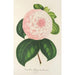 Maalauksen jäljennös Camellia Reine des Beautés - Charles Antoine Lemaire