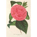 Camellia Roma risorta - Charles Antoine Lemaire — näkymä teoksesta
