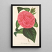 Camellia Roma risorta - Charles Antoine Lemaire — kehystetty taideteos seinällä