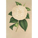 Camellia Sangalli - Charles Antoine Lemaire — näkymä teoksesta