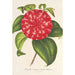 Maalauksen jäljennös Camellia-maalauksen muistoesine Émile Defresne - Charles Antoine Lemaire