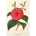 Maalauksen jäljennös Camellia Stella Polare - Charles Antoine Lemaire