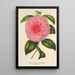 Maalauksen jäljennös Camellia Teresita Canzio Garibaldi - Charles Antoine Lemaire