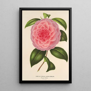 Charles Antoine Lemaire - Camellia Teresita Canzio Garibaldi.webp