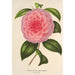 Maalauksen jäljennös Camellia Teresita Canzio Garibaldi - Charles Antoine Lemaire