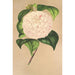 Camellia Vesillo dell'Arno - Charles Antoine Lemaire — näkymä teoksesta