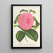 Maalauksen jäljennös Camellia Vicomte de Nieuland - Charles Antoine Lemaire