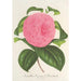Maalauksen jäljennös Camellia Vicomte de Nieuland - Charles Antoine Lemaire
