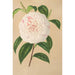 Camellia Virginia Franco - Charles Antoine Lemaire — näkymä teoksesta