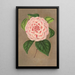 Maalauksen jäljennös Camellia Vittorio Emmanuele II - Charles Antoine Lemaire