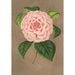 Maalauksen jäljennös Camellia Vittorio Emmanuele II - Charles Antoine Lemaire