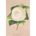Maalauksen jäljennös Camellia alba ornatissima - Charles Antoine Lemaire