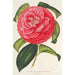 Camellia reticulata -lajike, täyteen kukkineen - Charles Antoine Lemaire — näkymä teoksesta