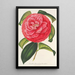 Camellia reticulata -lajike, täyteen kukkineen - Charles Antoine Lemaire — kehystetty taideteos seinällä