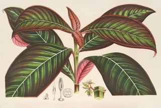 Charles Antoine Lemaire - Campylobotrys Ghiesbreghtii.webp