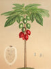 Carica erythrocarpa - Charles Antoine Lemaire — näkymä teoksesta