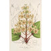Catalpa Kaempferi - Charles Antoine Lemaire — näkymä teoksesta