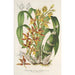 Maalauksen jäljennös Catasetum trimerochilum - Charles Antoine Lemaire