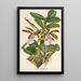 Maalauksen jäljennös Cattleya Aclandiae - Charles Antoine Lemaire