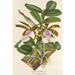 Maalauksen jäljennös Cattleya Aclandiae - Charles Antoine Lemaire