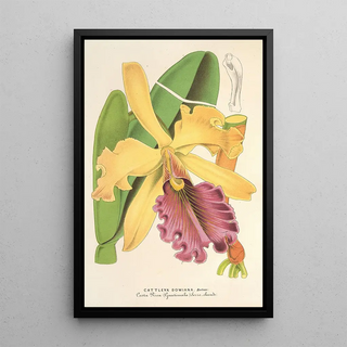 Charles Antoine Lemaire - Cattleya Dowiana.webp