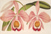 Cattleya Eldorado splendens - Charles Antoine Lemaire — näkymä teoksesta
