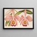 Cattleya Eldorado splendens - Charles Antoine Lemaire — kehystetty taideteos seinällä