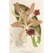 Maalauksen jäljennös Cattleya elegans Ch. Morren - Charles Antoine Lemaire