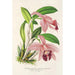 Cattleya pumila - Charles Antoine Lemaire — näkymä teoksesta
