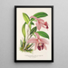 Cattleya pumila - Charles Antoine Lemaire — kehystetty taideteos seinällä