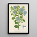Maalauksen jäljennös Ceanothus elegans - Charles Antoine Lemaire