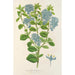 Maalauksen jäljennös Ceanothus elegans - Charles Antoine Lemaire