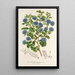 Maalauksen jäljennös Ceanothus floribundus - Charles Antoine Lemaire
