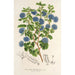 Maalauksen jäljennös Ceanothus floribundus - Charles Antoine Lemaire