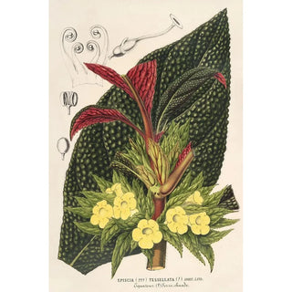 Charles Antoine Lemaire - Centrosolenia bullata Episcia tessellata.webp