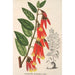 Ceratostema speciosum - Charles Antoine Lemaire — näkymä teoksesta