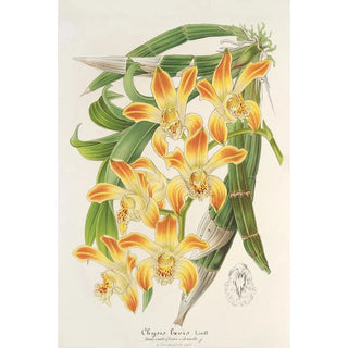 Charles Antoine Lemaire - Chysis lvis.webp