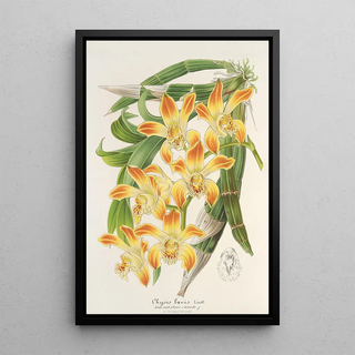 Charles Antoine Lemaire - Chysis lvis.webp