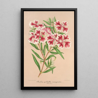 Charles Antoine Lemaire - Clarkia pulchella var marginata.webp