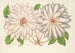 Clematis patens - Charles Antoine Lemaire — näkymä teoksesta