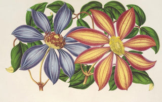 Charles Antoine Lemaire - Clematis patens var atropurpurea et violacea.webp