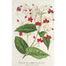 Clerodendrum Thomson - Charles Antoine Lemaire — näkymä teoksesta