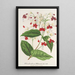 Clerodendrum Thomson - Charles Antoine Lemaire — kehystetty taideteos seinällä