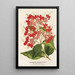 Maalauksen jäljennös Clerodendrum speciosum hybridin maalaus - Charles Antoine Lemaire