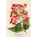 Maalauksen jäljennös Clerodendrum speciosum hybridin maalaus - Charles Antoine Lemaire