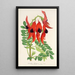 Maalauksen jäljennös Clianthus Dampieri - Charles Antoine Lemaire