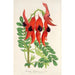 Maalauksen jäljennös Clianthus Dampieri - Charles Antoine Lemaire
